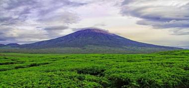 Menengok Kebun Teh Kayu Aro, Kebun Teh Tertinggi Kedua di Dunia
