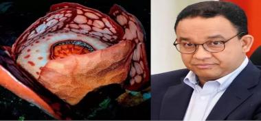 Rafflesia hasseltii: Anies dan Netizen Kecewa karena Kredit Penelitian Tak Adil
