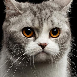 Miao
