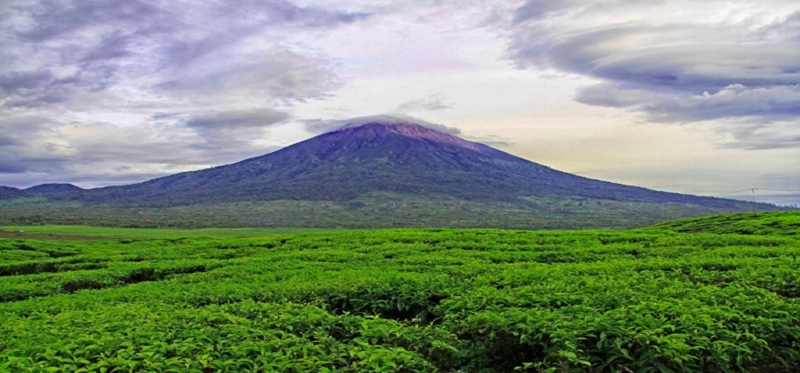 Menengok Kebun Teh Kayu Aro, Kebun Teh Tertinggi Kedua di Dunia